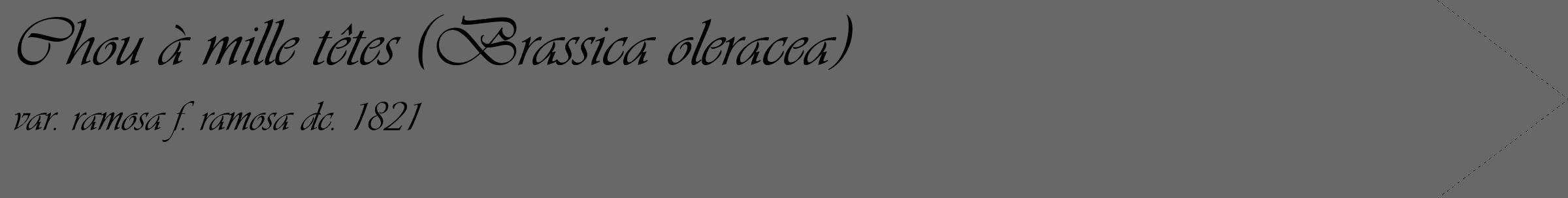 Étiquette de : Brassica oleracea var. ramosa f. ramosa dc. 1821 - format c - style noire6_simple_simpleviv avec comestibilité