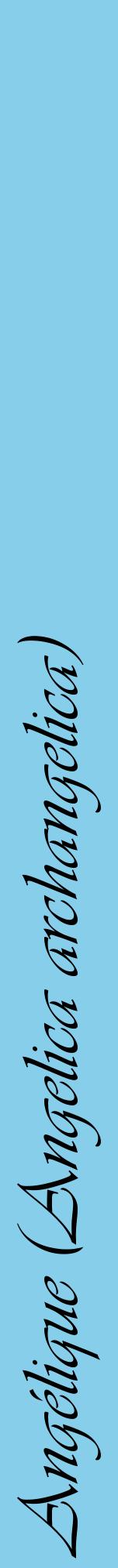 Étiquette de : Angelica archangelica - format a - style noire1viv avec comestibilité