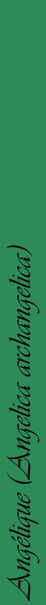 Étiquette de : Angelica archangelica - format a - style noire11viv avec comestibilité