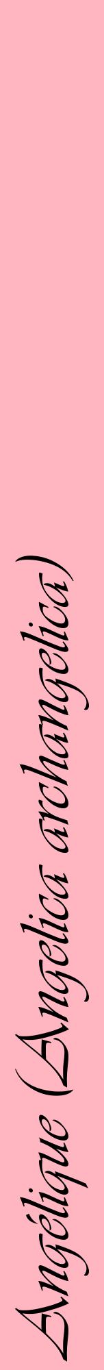 Étiquette de : Angelica archangelica - format a - style noire41viv avec comestibilité