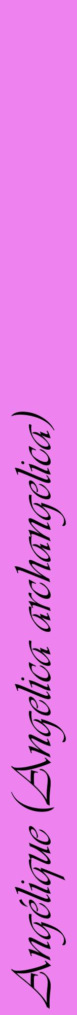 Étiquette de : Angelica archangelica - format a - style noire53viv avec comestibilité