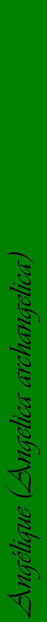 Étiquette de : Angelica archangelica - format a - style noire9viv avec comestibilité
