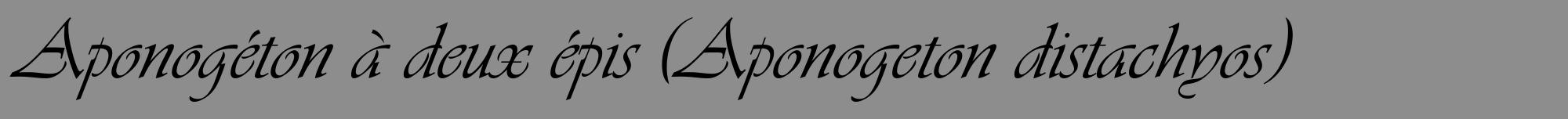 Étiquette de : Aponogeton distachyos - format a - style noire2viv avec comestibilité