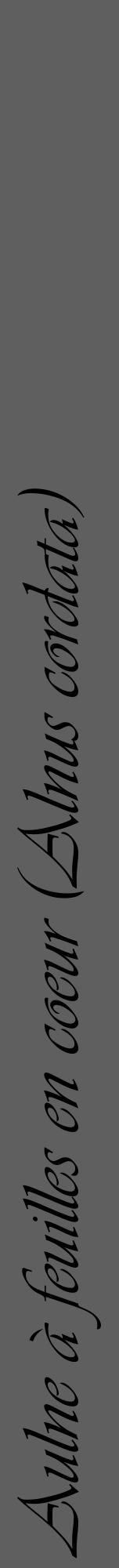 Étiquette de : Alnus cordata - format a - style noire10viv avec comestibilité - position verticale