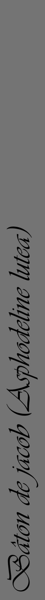 Étiquette de : Asphodeline lutea - format a - style noire26viv avec comestibilité - position verticale