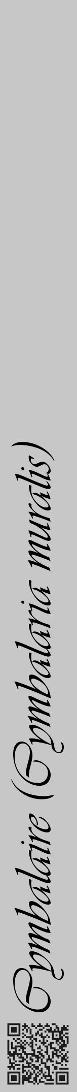 Étiquette de : Cymbalaria muralis - format a - style noire15viv avec qrcode et comestibilité - position verticale