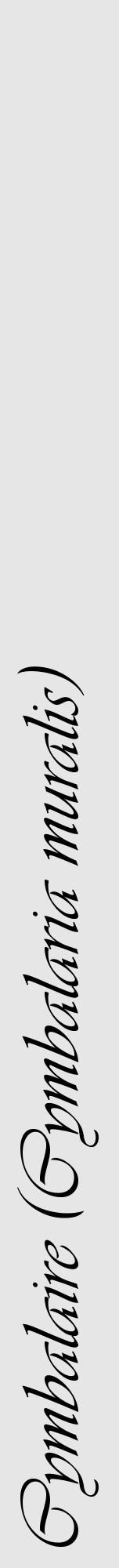 Étiquette de : Cymbalaria muralis - format a - style noire18viv avec comestibilité - position verticale