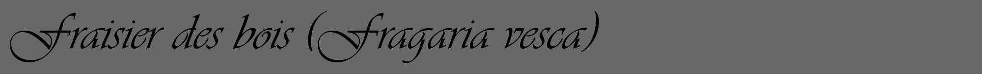 Étiquette de : Fragaria vesca - format a - style noire43viv avec comestibilité