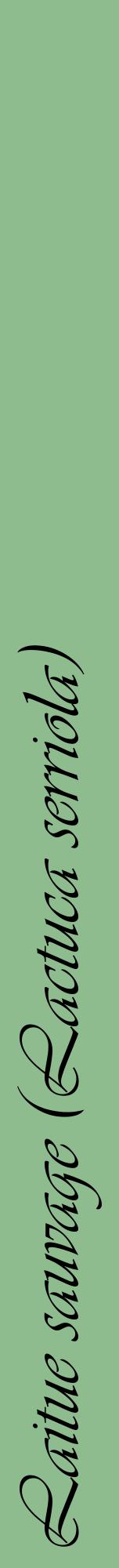 Étiquette de : Lactuca serriola - format a - style noire13viv avec comestibilité
