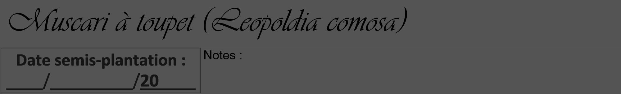 Étiquette de : Leopoldia comosa - format a - style noire36viv avec comestibilité
