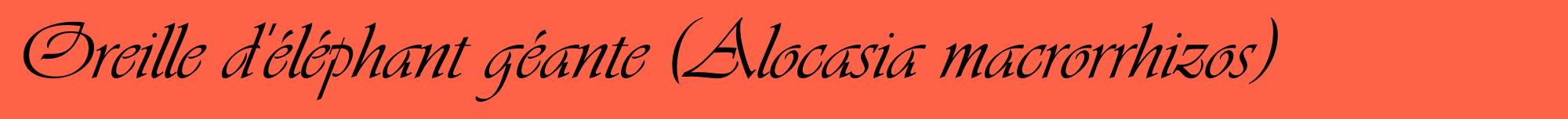 Étiquette de : Alocasia macrorrhizos - format a - style noire25basiqueviv avec comestibilité