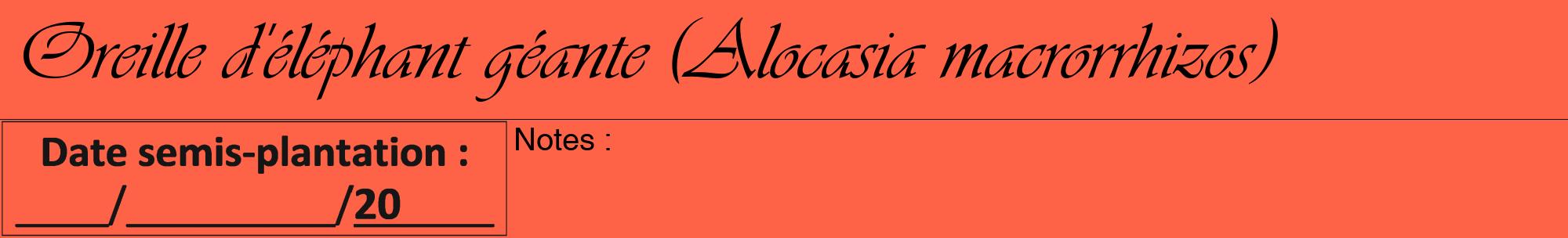 Étiquette de : Alocasia macrorrhizos - format a - style noire25basiqueviv avec comestibilité