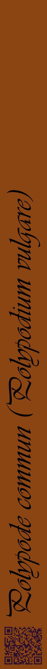 Étiquette de : Polypodium vulgare - format a - style noire30viv avec qrcode et comestibilité