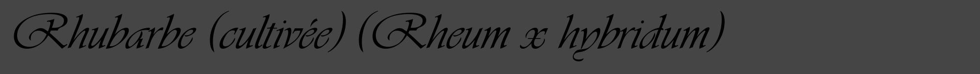 Étiquette de : Rheum x hybridum - format a - style noire58viv avec comestibilité