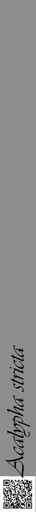 Étiquette de : Acalypha stricta - format a - style noire25viv avec qrcode et comestibilité - position verticale
