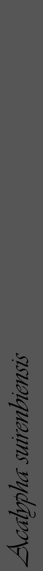 Étiquette de : Acalypha suirenbiensis - format a - style noire45viv avec comestibilité - position verticale