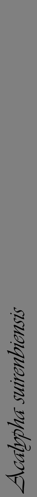 Étiquette de : Acalypha suirenbiensis - format a - style noire57viv avec comestibilité
