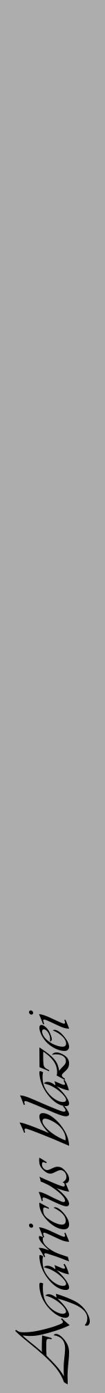 Étiquette de : Agaricus blazei - format a - style noire22viv avec comestibilité - position verticale