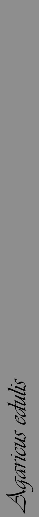 Étiquette de : Agaricus edulis - format a - style noire25viv avec comestibilité - position verticale
