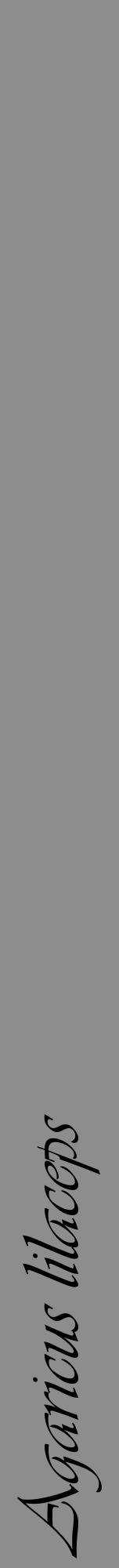 Étiquette de : Agaricus lilaceps - format a - style noire2viv avec comestibilité - position verticale