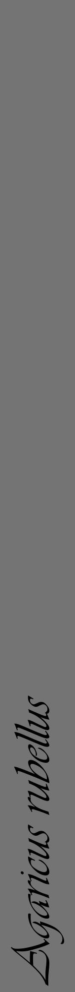 Étiquette de : Agaricus rubellus - format a - style noire26viv avec comestibilité - position verticale