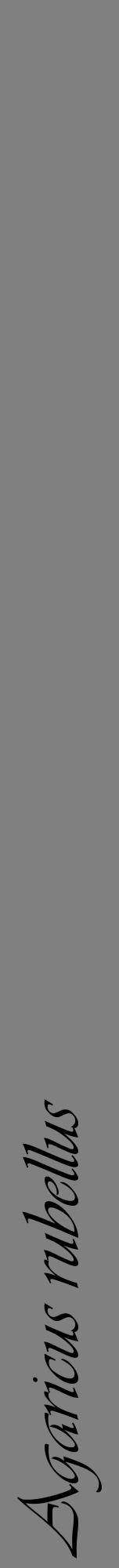 Étiquette de : Agaricus rubellus - format a - style noire57viv avec comestibilité