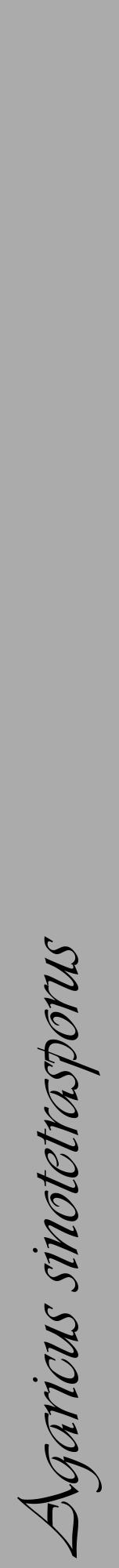 Étiquette de : Agaricus sinotetrasporus - format a - style noire37viv avec comestibilité - position verticale
