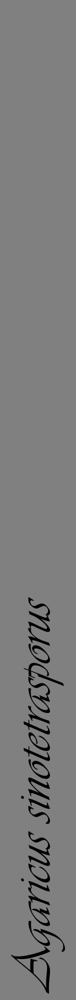 Étiquette de : Agaricus sinotetrasporus - format a - style noire57viv avec comestibilité