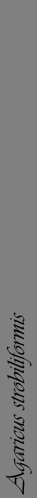 Étiquette de : Agaricus strobiliformis - format a - style noire57viv avec comestibilité