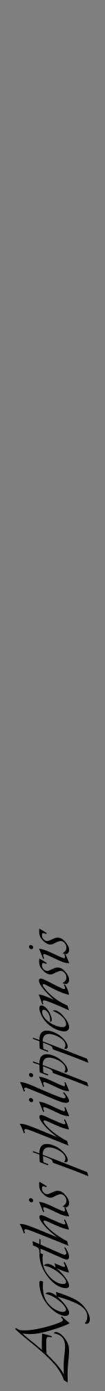 Étiquette de : Agathis philippensis - format a - style noire31viv avec comestibilité - position verticale