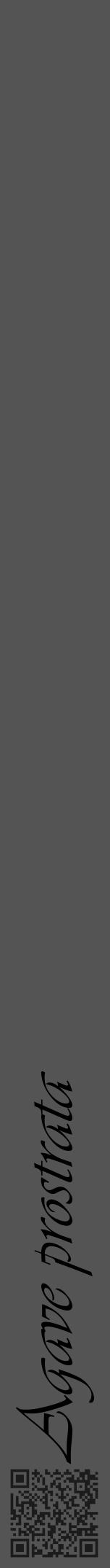 Étiquette de : Agave prostrata - format a - style noire36viv avec qrcode et comestibilité - position verticale