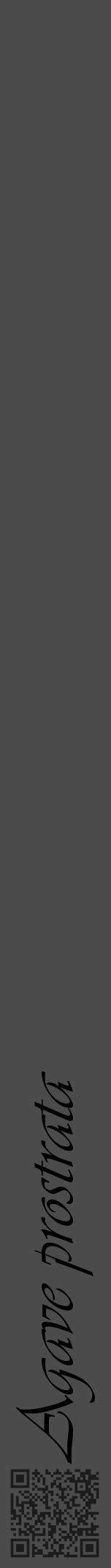 Étiquette de : Agave prostrata - format a - style noire9viv avec qrcode et comestibilité - position verticale