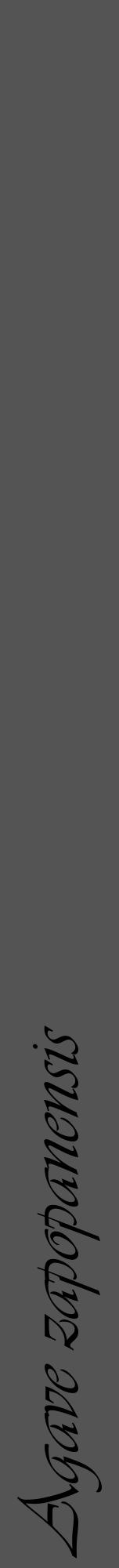 Étiquette de : Agave zapopanensis - format a - style noire36viv avec comestibilité - position verticale