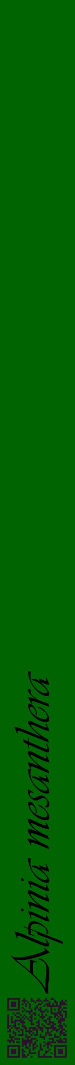 Étiquette de : Alpinia mesanthera - format a - style noire8viv avec qrcode et comestibilité