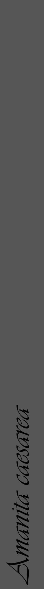 Étiquette de : Amanita caesarea - format a - style noire45viv avec comestibilité - position verticale