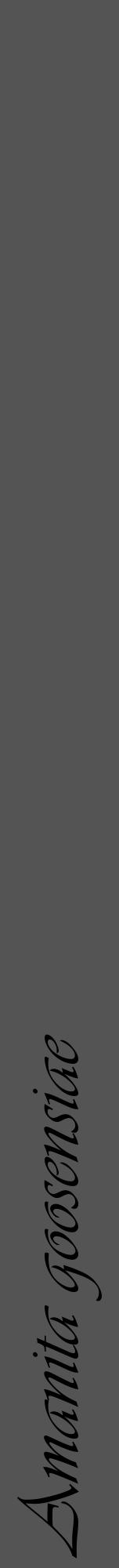 Étiquette de : Amanita goosensiae - format a - style noire30viv avec comestibilité - position verticale