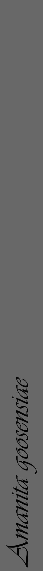 Étiquette de : Amanita goosensiae - format a - style noire43viv avec comestibilité - position verticale