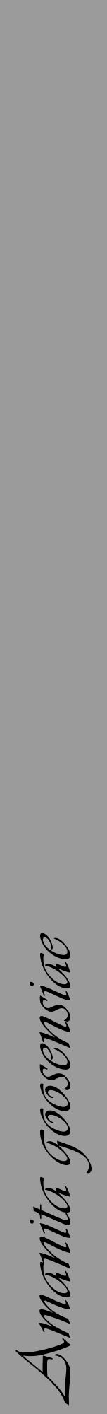 Étiquette de : Amanita goosensiae - format a - style noire52viv avec comestibilité - position verticale