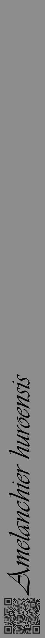 Étiquette de : Amelanchier huroensis - format a - style noire2viv avec qrcode et comestibilité - position verticale