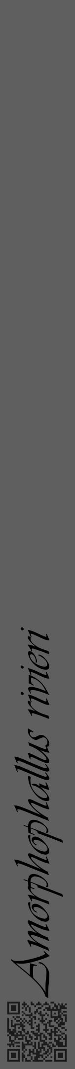 Étiquette de : Amorphophallus rivieri - format a - style noire10viv avec qrcode et comestibilité - position verticale