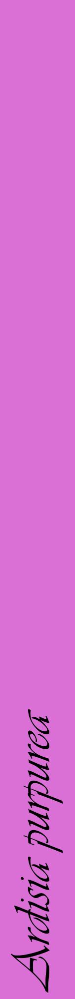 Étiquette de : Ardisia purpurea - format a - style noire52viv avec comestibilité