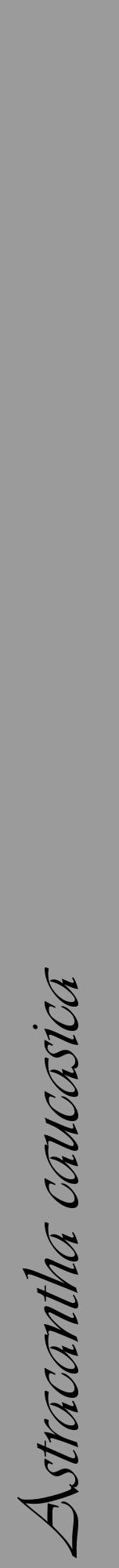 Étiquette de : Astracantha caucasica - format a - style noire52viv avec comestibilité - position verticale