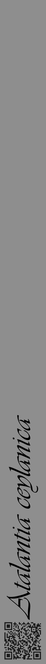 Étiquette de : Atalantia ceylanica - format a - style noire25viv avec qrcode et comestibilité - position verticale