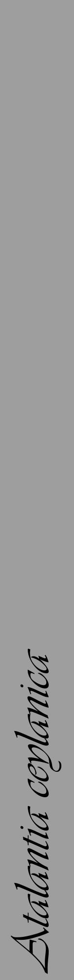Étiquette de : Atalantia ceylanica - format a - style noire42viv avec comestibilité - position verticale
