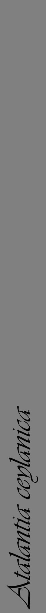 Étiquette de : Atalantia ceylanica - format a - style noire57viv avec comestibilité