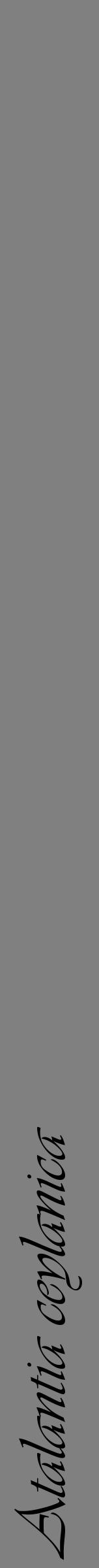 Étiquette de : Atalantia ceylanica - format a - style noire57simpleviv avec comestibilité - position verticale