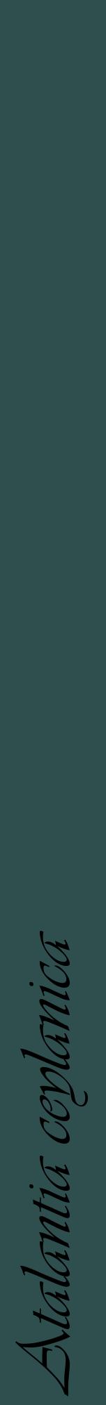 Étiquette de : Atalantia ceylanica - format a - style noire58viv avec comestibilité