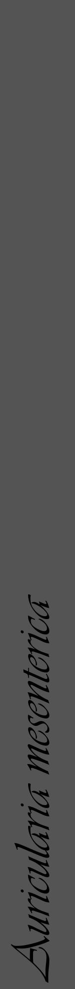 Étiquette de : Auricularia mesenterica - format a - style noire30viv avec comestibilité - position verticale