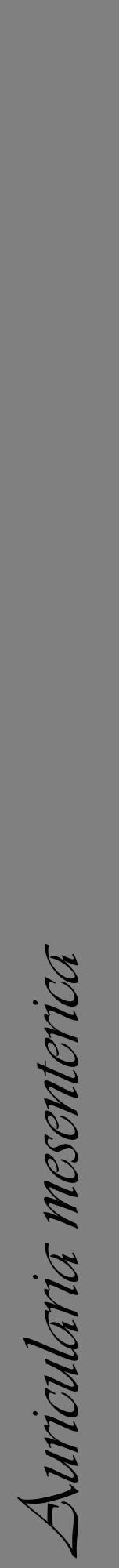 Étiquette de : Auricularia mesenterica - format a - style noire57viv avec comestibilité
