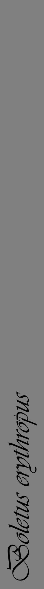 Étiquette de : Boletus erythropus - format a - style noire57viv avec comestibilité